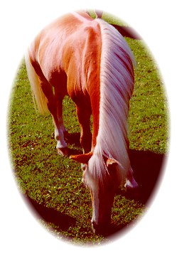 A gorgeous Waldeck-U Lesa Haflinger with the magnificent mane enjoys the autumn sunshine!