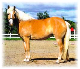 Lana Wulf - Bred to Norseman Wulf for 2001