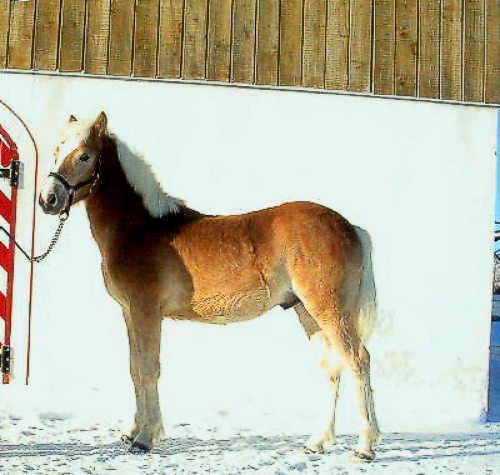Navajo Wulf January 2006
