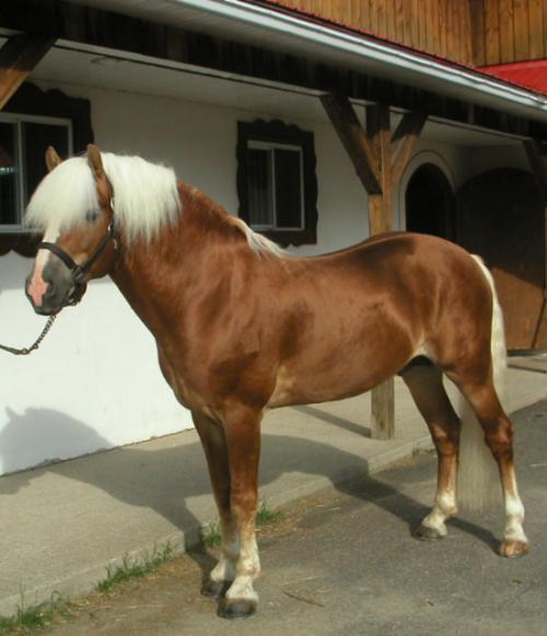 Le magnifique Norseman Wulf chez Waldeck-U Lesa