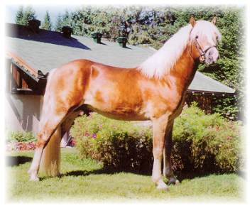 Norseman - comportement noble, conformation impeccable. Rservez ds maintenant !